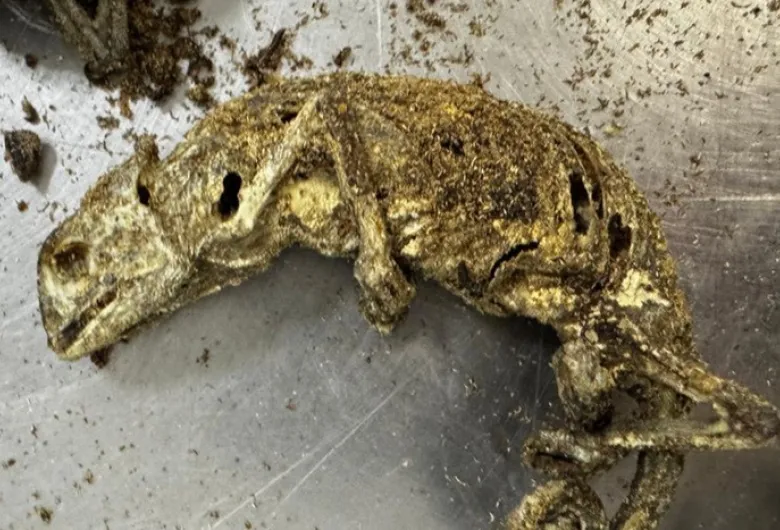 Restos de Animais e Substâncias Ilegais são Apreendidos em Voo da Nigéria no Aeroporto de Guarulhos