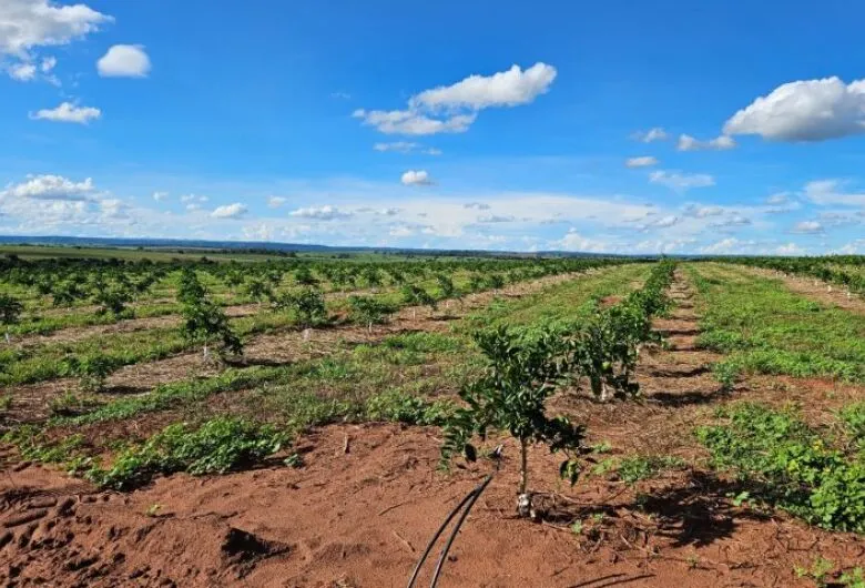 Cassilândia Se Torna Novo Polo da Citricultura em MS com Expectativa de 3.200 Hectares de Laranja Plantados